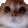 catfurious