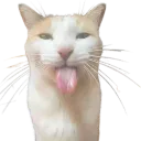 SillyCat