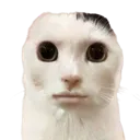 gato