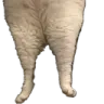 seallegs