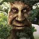 wisetree wisetree