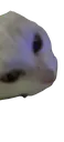 SnjeskoChomp