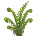 f_dryopteris_fern