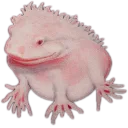 fwog