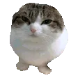 wubCat