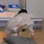 aKazuhaCrawlToBed aKazuhaCrawlToBed