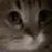 meow