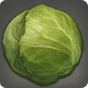 OC_Cabbage