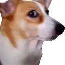 CorgiStare