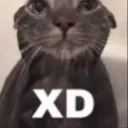 XD3