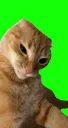 suscat1