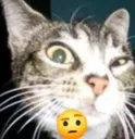 suscat2