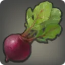 OC_Radish