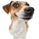 jackrussle