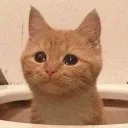 toilet toilet