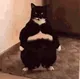 catlasereyes catlasereyes