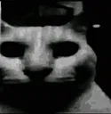 GatoDespair