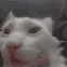 catomega