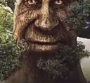 wisetree