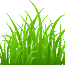 grass