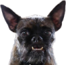 1035631907918073957.webp