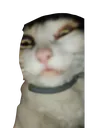 Luci Luci