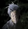 shoebill