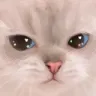 AngyCat