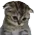 Sad Cat sad_cat Discord Emoji