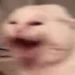 CATW CATW