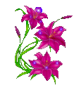 Pink_flower
