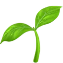 Seedling
