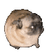 doggiedance
