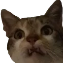 catderp