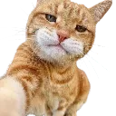 Luc_cat_concerned Discord Emoji