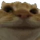 CatNo CatNo