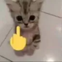 catfuckyou catfuckyou