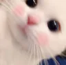 CatBlush