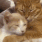 catcuddle