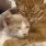 catcuddle