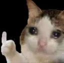 notokcat