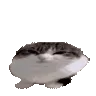 wawa wawa