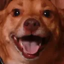 HappyDog