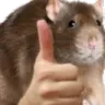 D2S_RATOK