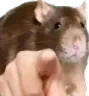 D2S_RATPOINT