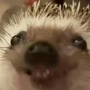 HappyHedgehog