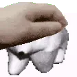 polarpetpet