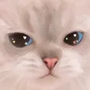 Angy Cat AngyCat Discord Emoji
