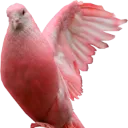PigeonPINK