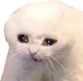 cat2